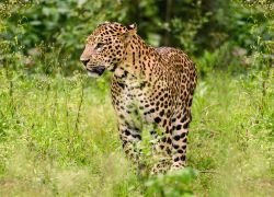 Shoolpaneshwar Wildlife Sanctuary in Narmada
