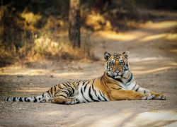Pench National Park in Bhandara