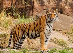 Bori Wildlife Sanctuary in Hoshangabad