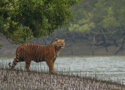 Sundarbans National Park
