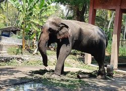 Elephant Camp Guruvayur in Guruvayur
