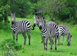 Lake Mburo National Park in Entebbe