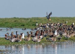 Nalaban Island in Chilika