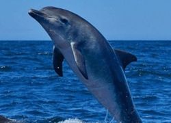 Satapada Dolphin Sanctuary in Chilika