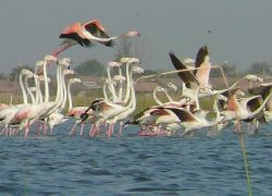 Patan Bird Sanctuary in Patan