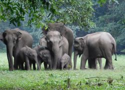 Dandeli Wildlife Sanctuary in Uttara Kannada