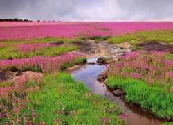 Kaas Plateau