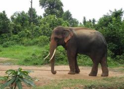 Birsa Zoological Park