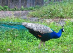 Rasikbil Bird Sanctuary in Alipurduar