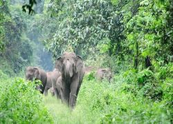 Meghamalai Wildlife Sanctuary in Theni