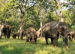 Mudumalai National Park