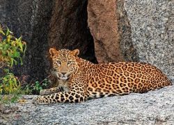 Jawai Bandh Wildlife Sanctuary in Pali