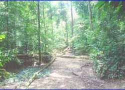 Taman Negara National Park,Malaysia Taman Negara N