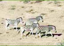 Bontebok National Park,National Park in South Afri