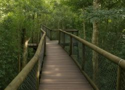 Dlinza Forest Nature Reserve
