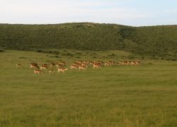 Shamwari Game Reserve