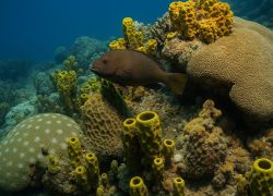 Buccoo Reef (Tobago, Trinidad and Tobago)