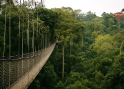 Nyungwe Forest National Park