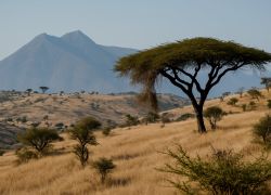 Garissa Community Giraffe Sanctuary
