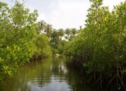 Rio Cacheu Mangroves Natural Park