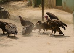 Abuko Nature Reserve