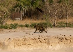 Kiang West National Park