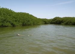 Niumi National Park