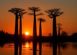 Avenue of the Baobabs