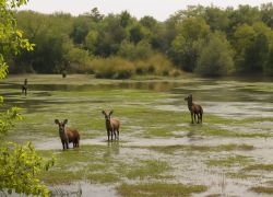 Yankari National Park