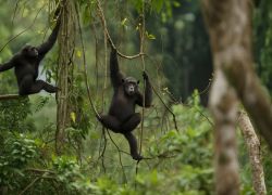 Afi Mountain Wildlife Sanctuary