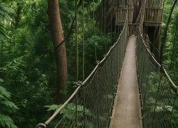Falealupo Rainforest Preserve