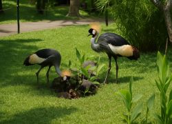 Bali Bird Park