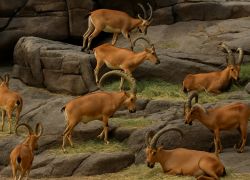 Arabian Wildlife Center