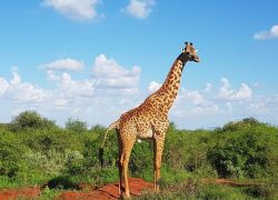 Tsavo West National Park