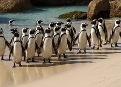 Boulders Penguin Colony, Cape Town - Exploring The Kalahari & Namibia - Privately Guided Tour - 14 Nights / 15 Days covering Windhoek - Cape Town