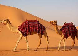 Camel Safari, Abu Dhabi - 05 Nights /06 Days Dubai Tour package - 5 Nights / 6 Days covering Abu Dhabi