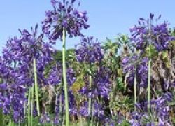 Kirstenbosch Botanical Gardens
