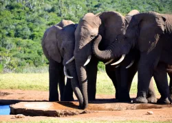 Addo Elephant Park in Eastern Cape