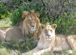 Amakhala Game Reserve in Eastern Cape