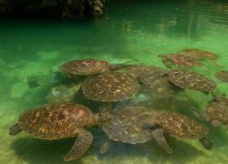 Mnarani Marine Turtles Conservation Pond, Zanzibar - 10-Day Luxury Tanzania Safari - Zanzibar Tour - 9 Nights / 10 Days covering Zanzibar - Arusha - Ngorongoro