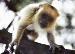 Monkeyland Primate Sanctuary