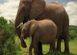Addo Elephant National Park