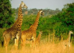 Akagera National Park Rwanda in Eastern-Rwanda
