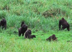 Ivindo National Park in Libreville