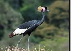 Pirang Forest National Park in Pirang