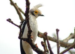 Niumi National Park in Niumi