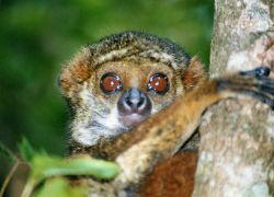 Ranomafana National Park in Ranomafana