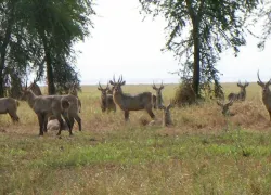 Gorongosa National Park in Gorongosa