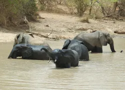 W National Park in Niamey