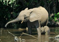 Cross River National Park in Cross River